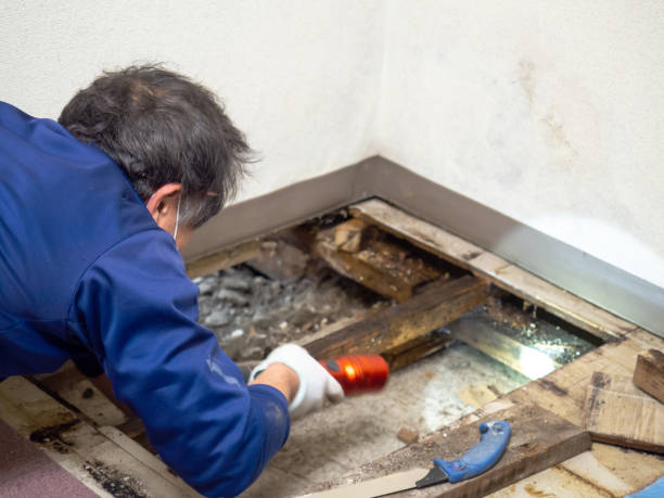 Best Fast Mold Removal  in Vaiden, MS