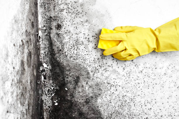 Certified Mold Removal in Vaiden, MS