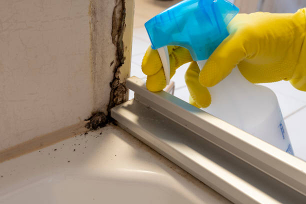 Best Mold Damage Repair  in Vaiden, MS