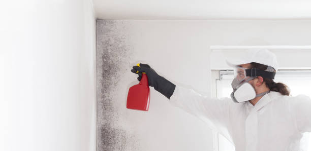 Best Residential Mold Removal  in Vaiden, MS