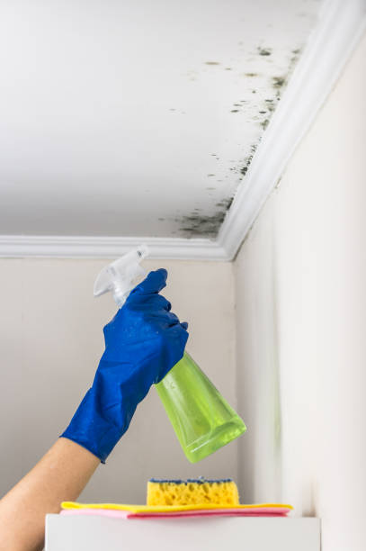 Best Professional Mold Removal  in Vaiden, MS